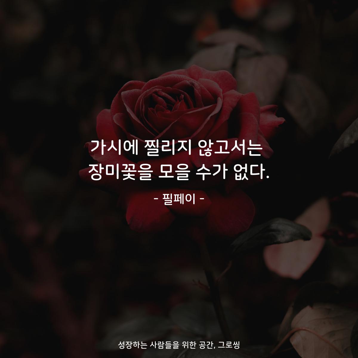 가시에 찔리지 않고서는 장미꽃을 모을 수가 없다. - 필페이